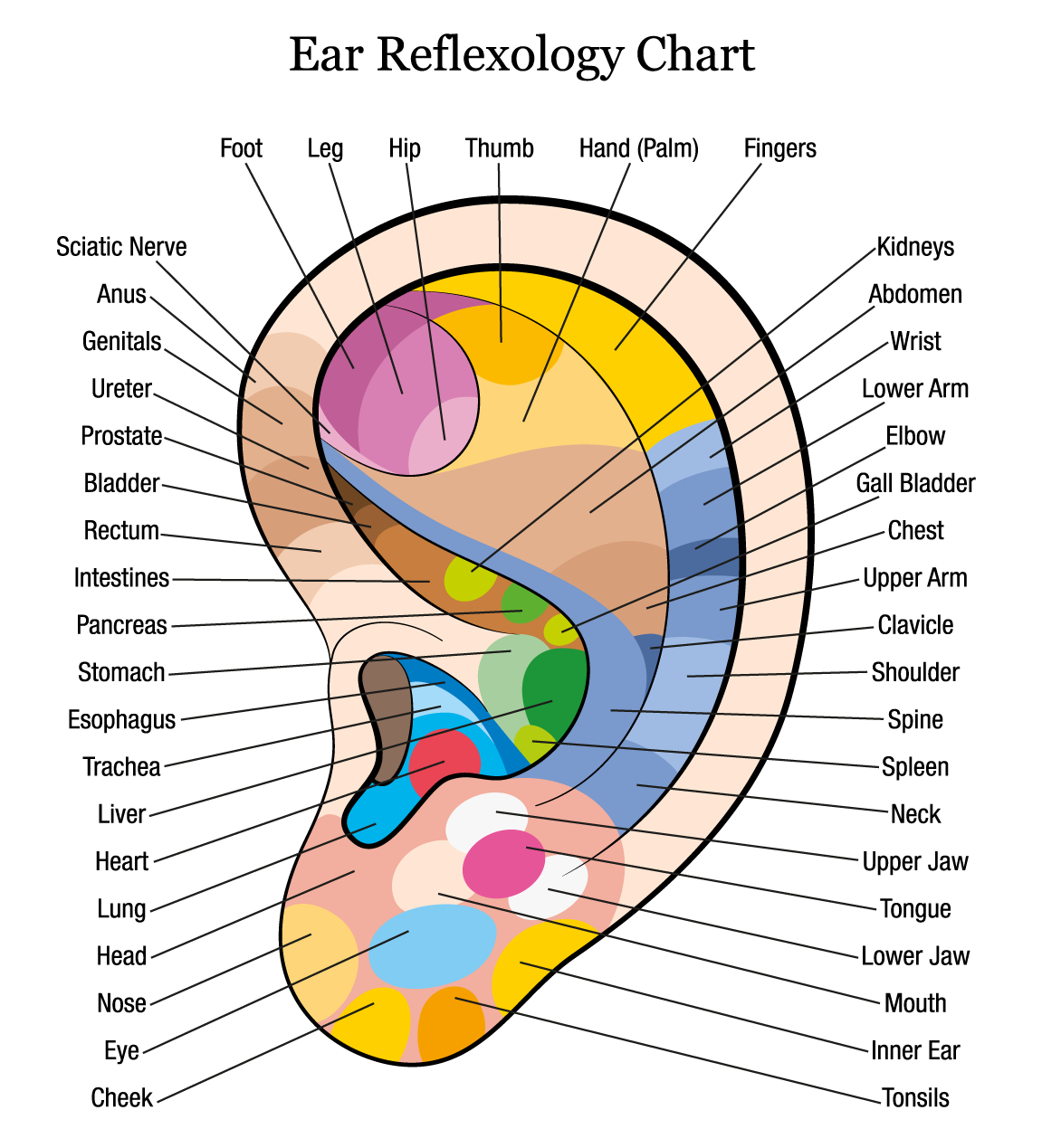 Ear-Reflexology_Chart